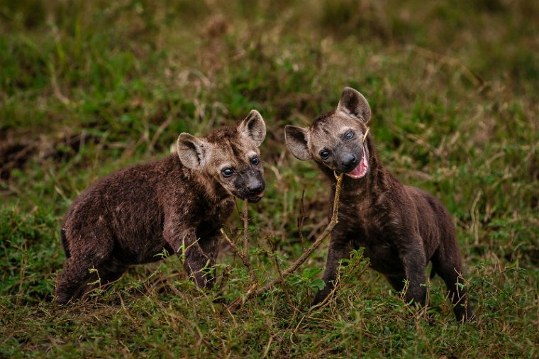 144 Masai Mara, gevlekte hyena.jpg